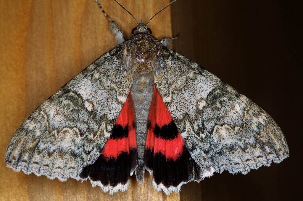 Орденская лента красная / Catocala nupta (Linnaeus, 1758) | Бабочки Южного  Урала