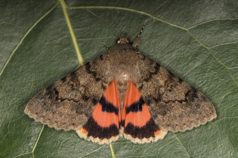 Орденская лента оранжевая восточная (Catocala orientalis)