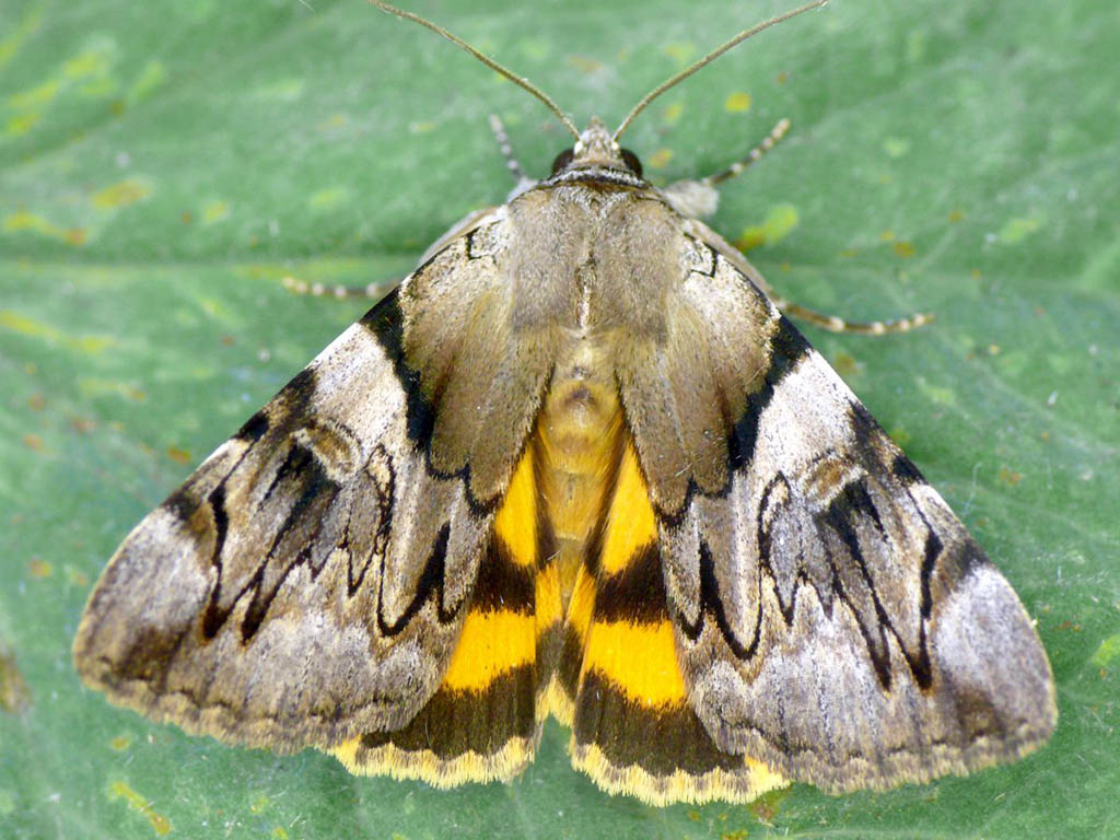 Орденская лента жёлтая (Catocala fulminea)