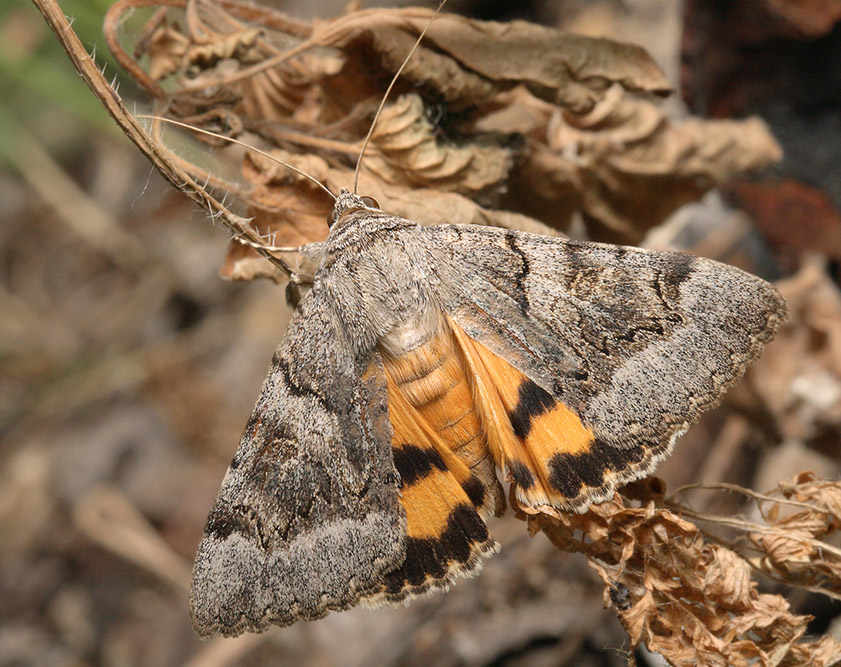 Орденская лента жёлтая южная (Catocala neonympha)