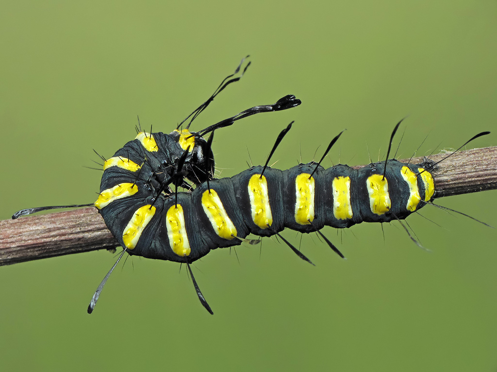 Стрельчатка ольховая (Acronicta alni), гусеница