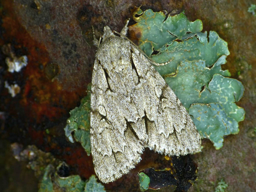 Стрельчатка пси (Acronicta psi)