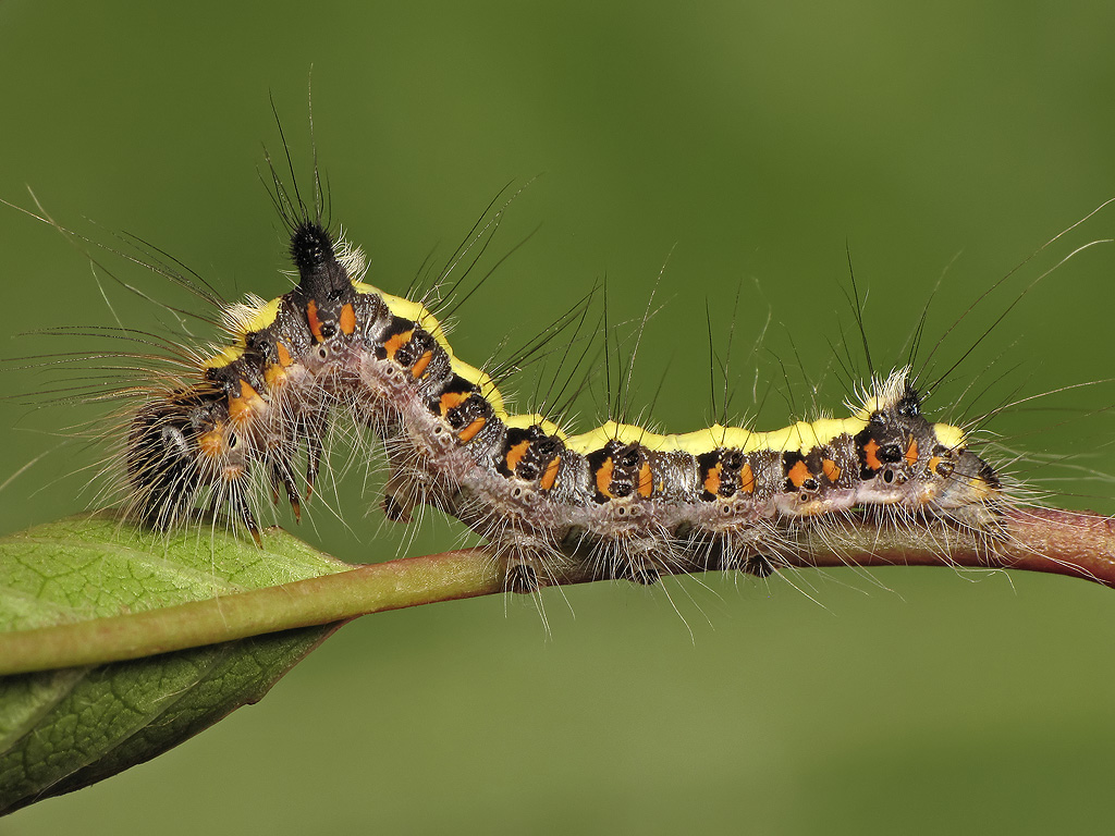 Стрельчатка пси (Acronicta psi), гусеница