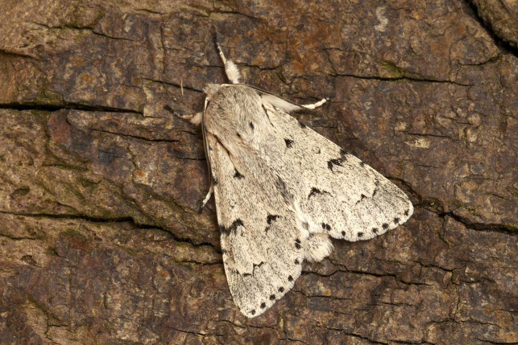 Стрельчатка зайчик (Acronicta leporina)