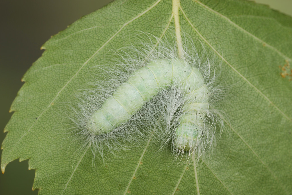 Стрельчатка зайчик (Acronicta leporina), гусеница