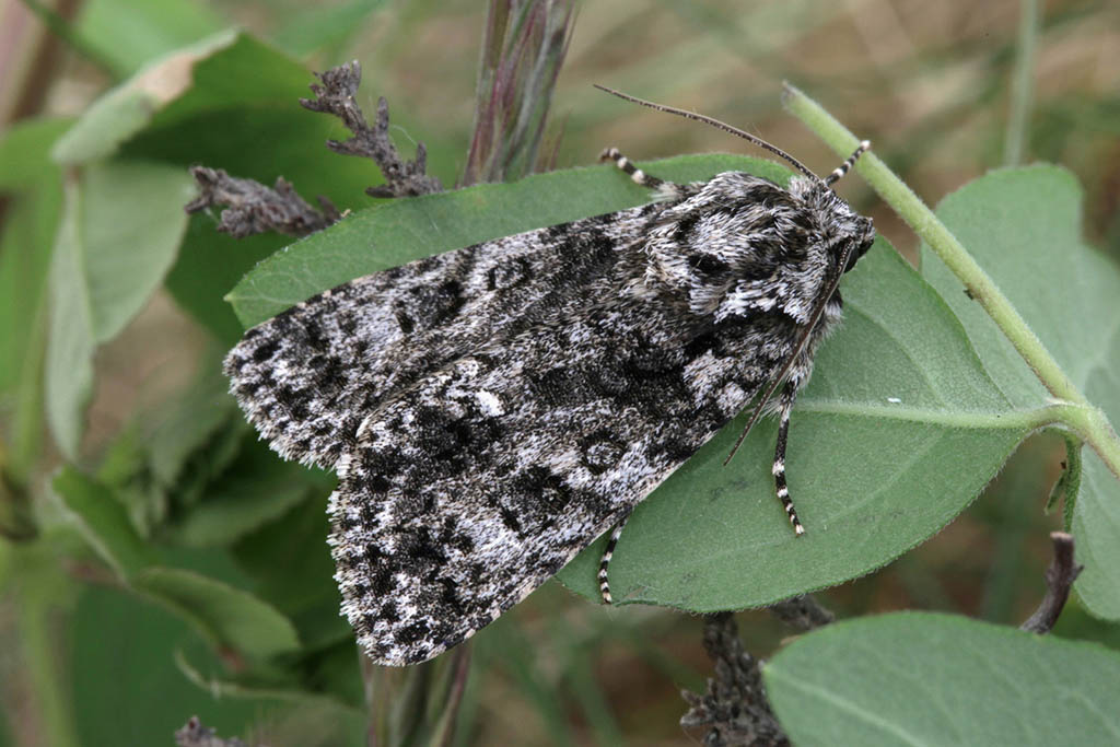 Стрельчатка щавелевая (Acronicta rumicis)