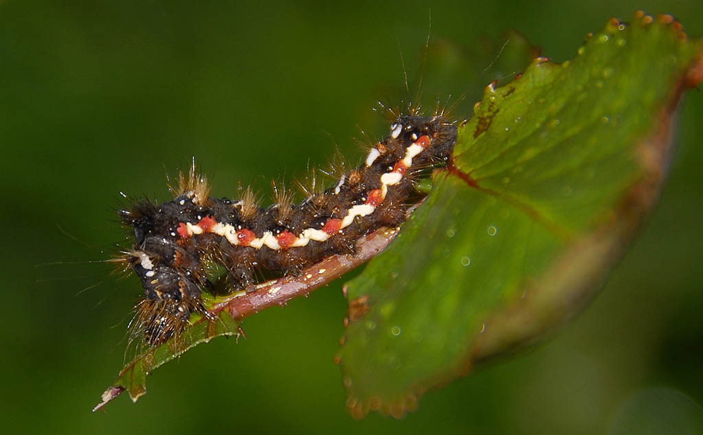 Стрельчатка щавелевая (Acronicta rumicis), гусеница