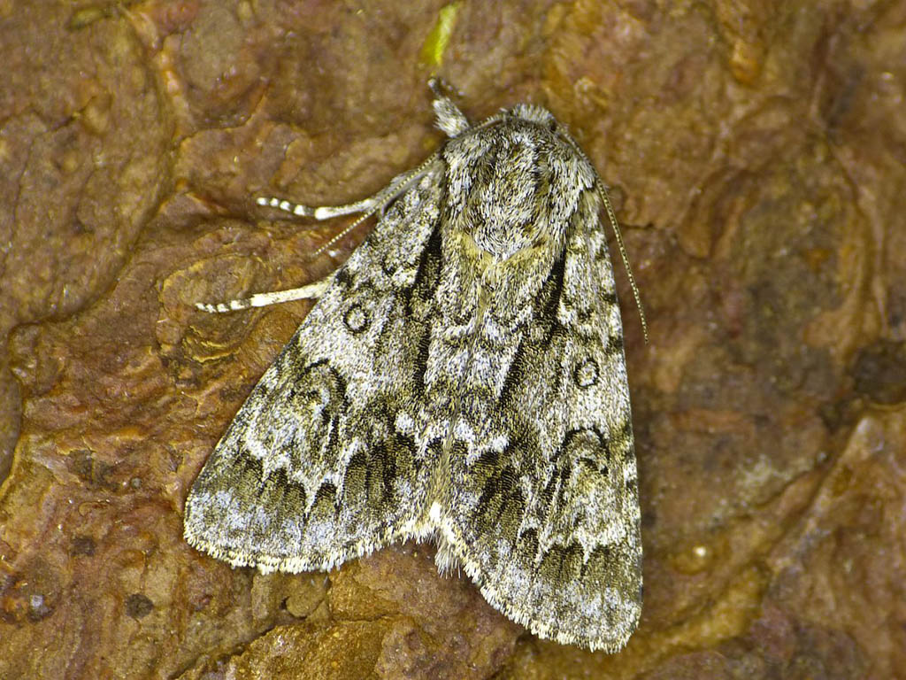 Стрельчатка буровато-серая (Acronicta auricoma)