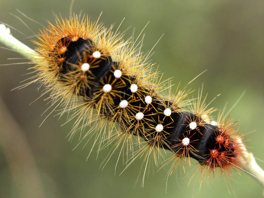 Стрельчатка буровато-серая (Acronicta auricoma), гусеница