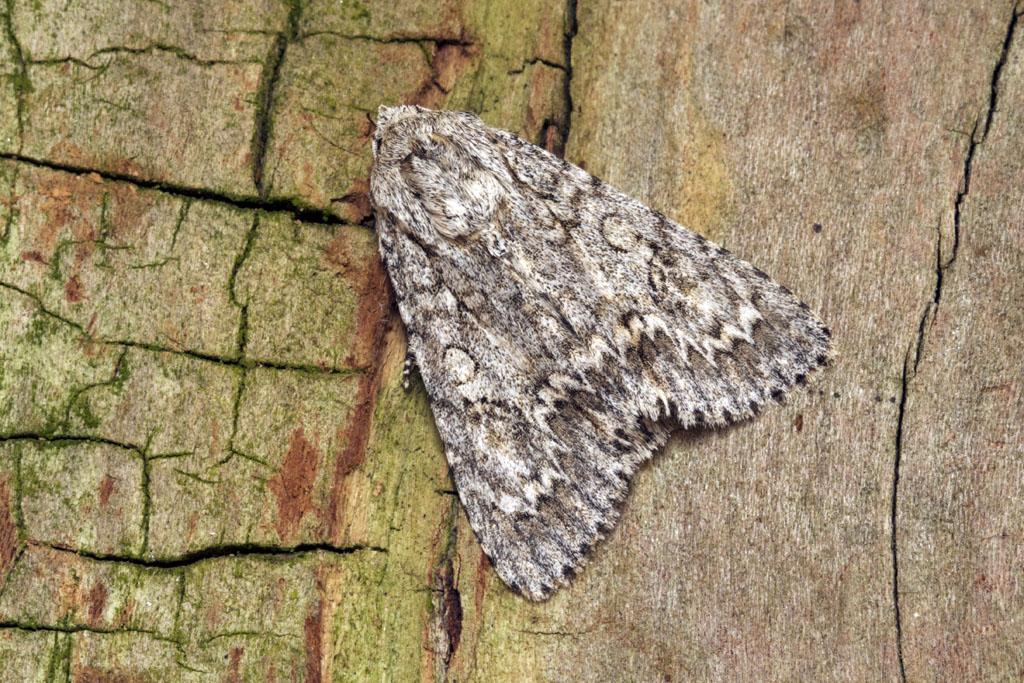 Стрельчатка кленовая (Acronicta aceris)