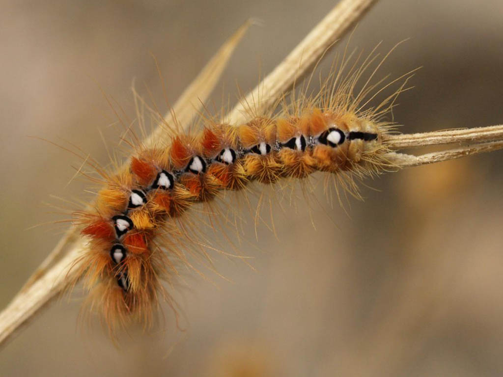 Стрельчатка кленовая (Acronicta aceris), гусеница