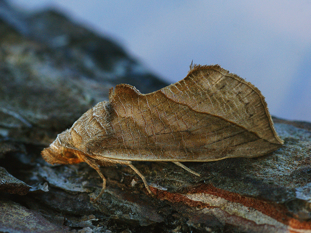 Совка хохлатковая (Calyptra thalictri)