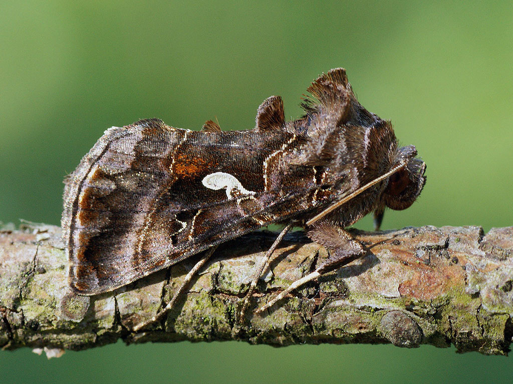 Металловидка мандарина (Autographa mandarina)