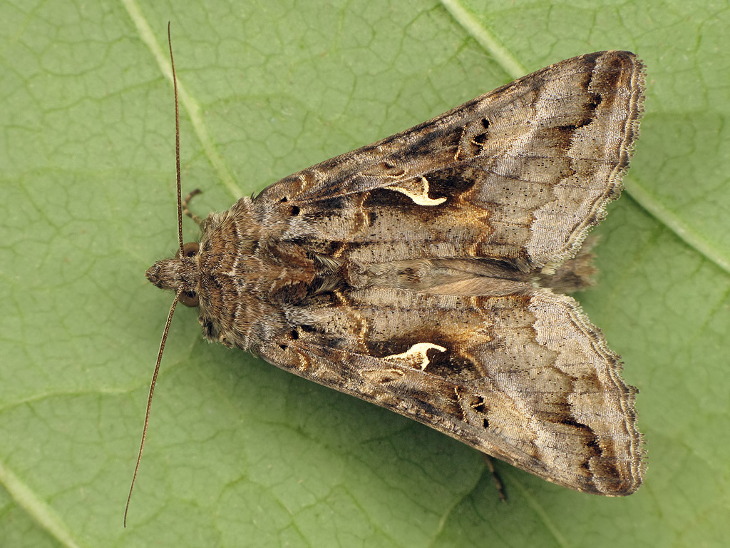 Металловидка гамма (Autographa gamma)