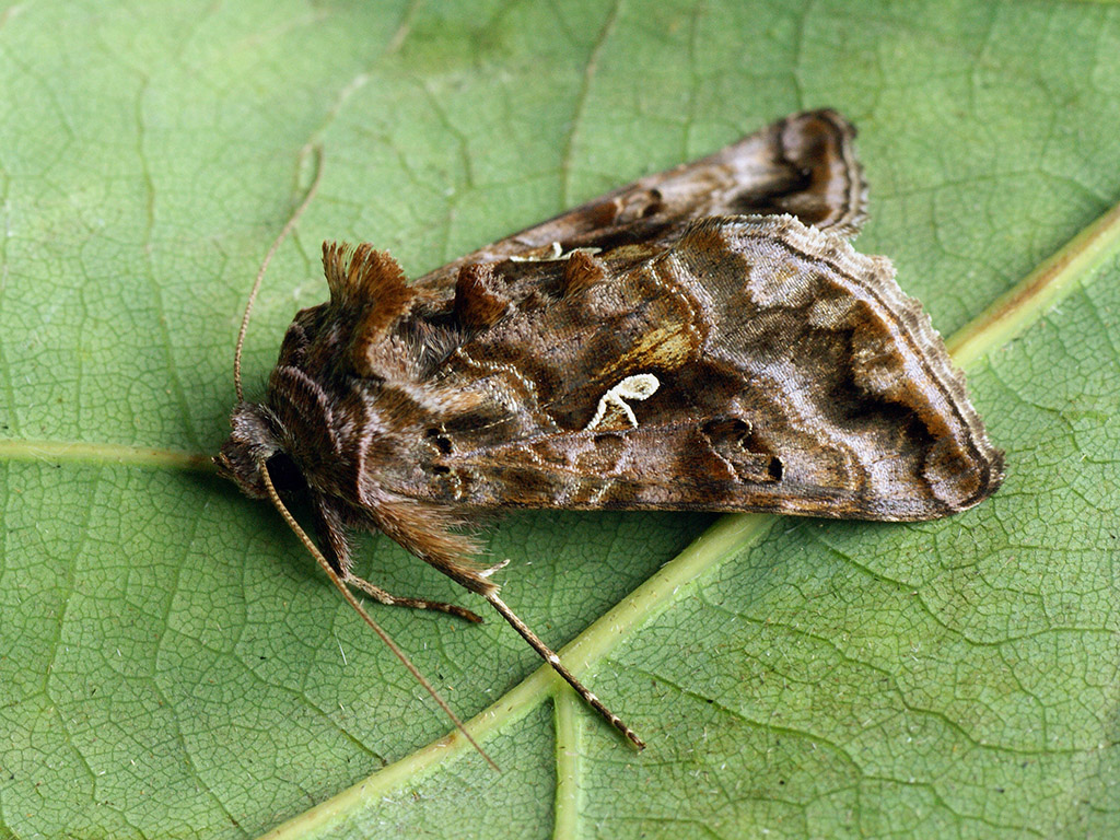 Металловидка v-золотое (Autographa pulchrina)