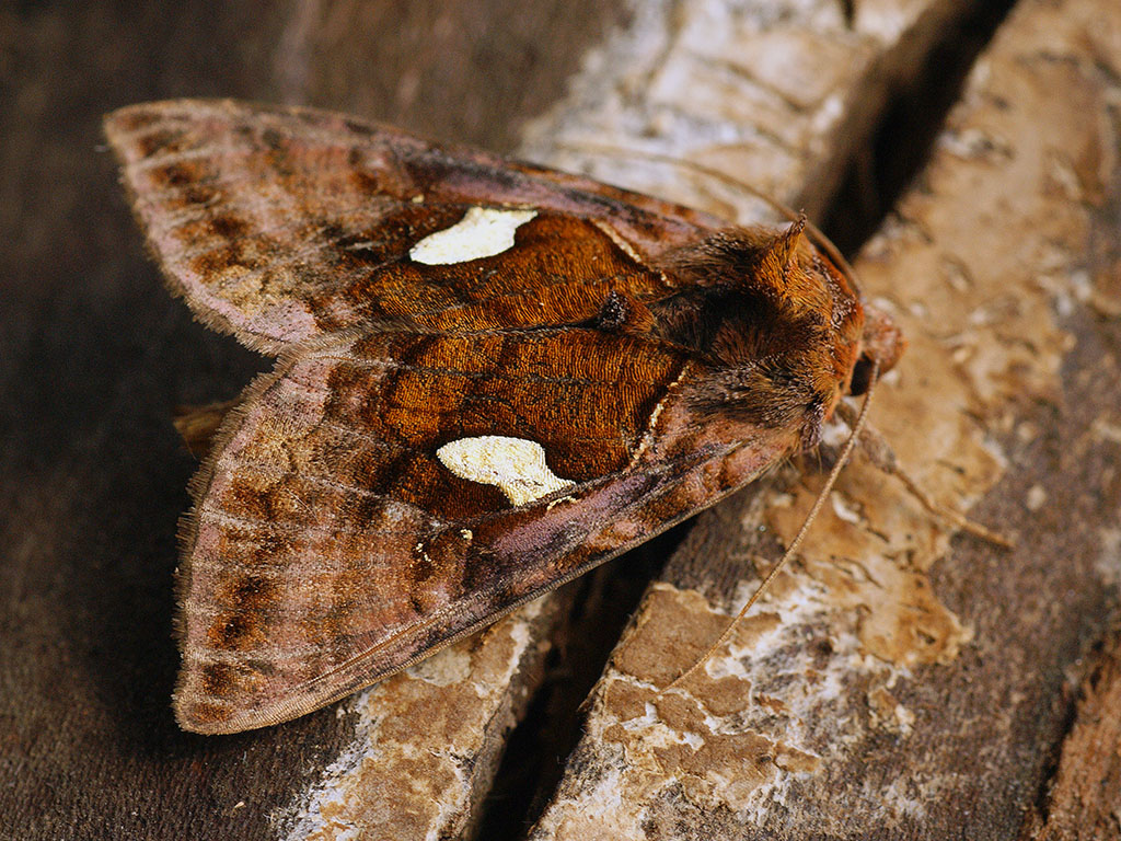 Металловидка замечательная (Autographa excelsa)