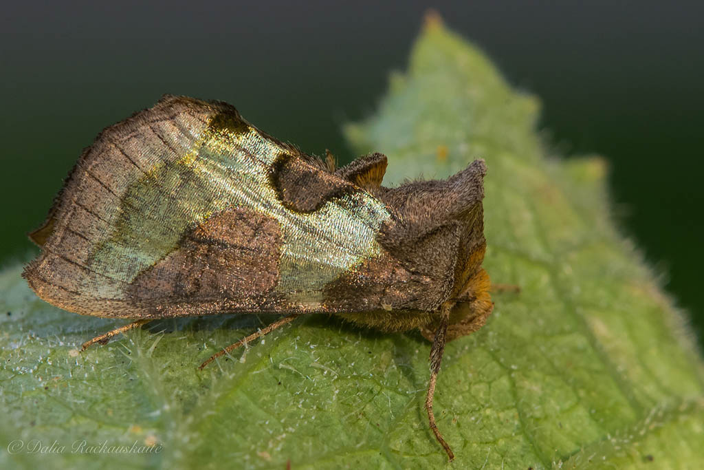 Металловидка золотистая (Diachrysia chrysitis)