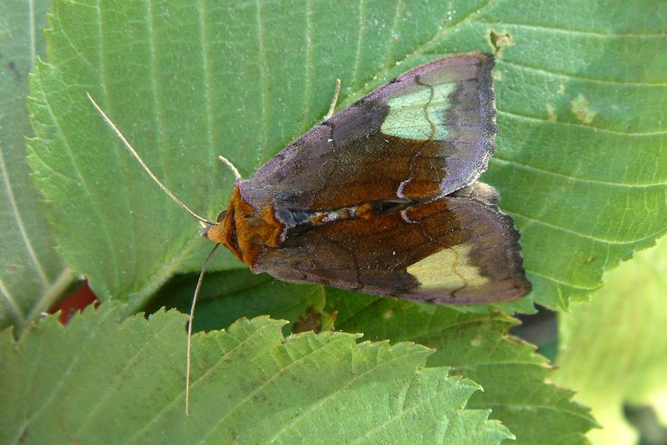 Металловидка шалфейная (Diachrysia chryson)