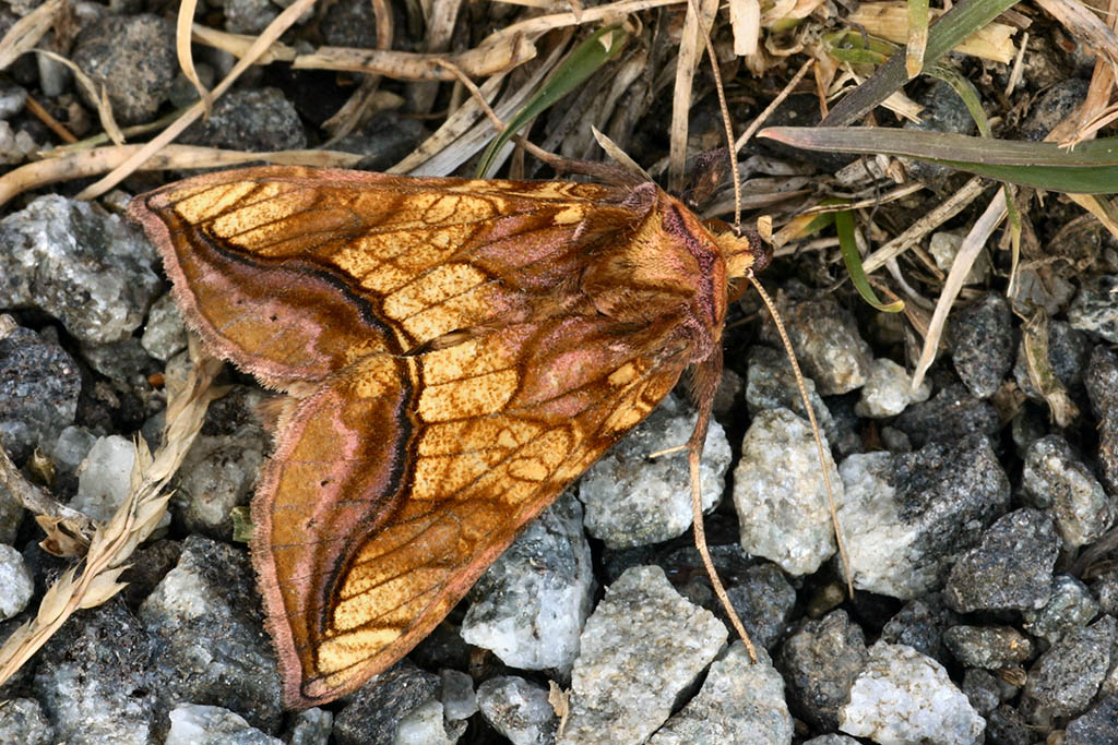 Металловидка золочёная (Panchrysia deaurata)