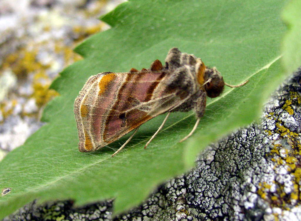 Эухальция разноцветная (Euchalcia variabilis)