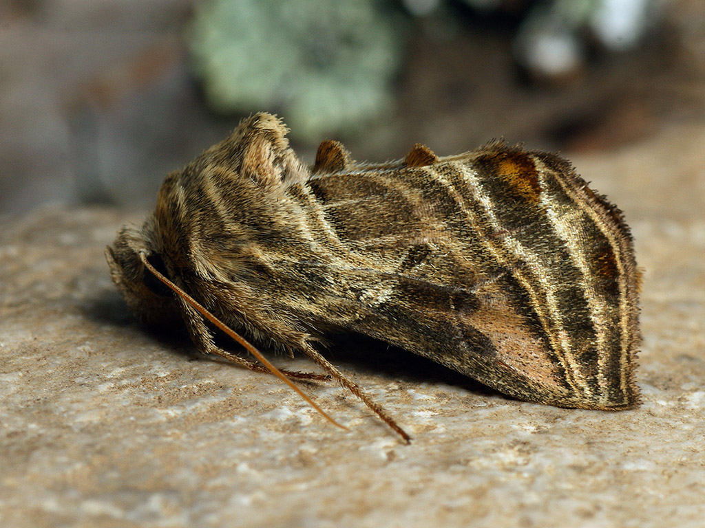 Эухальция скромная (Euchalcia modestoides)