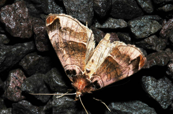 Плюзидия светло-бурая (Plusidia cheiranthi)