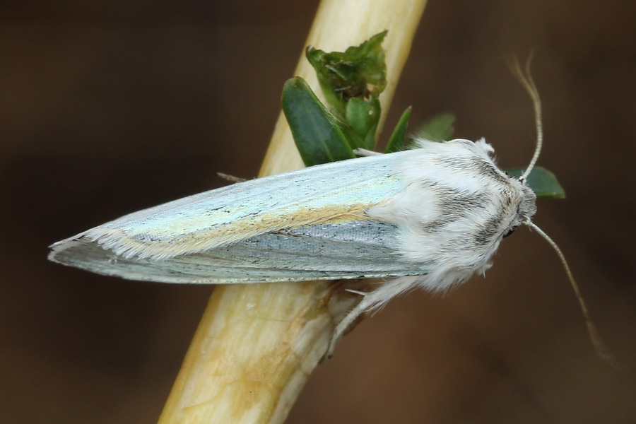 Капюшонница блестящая (Cucullia splendida)