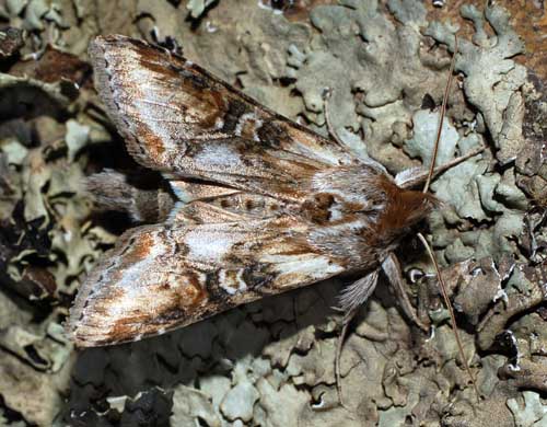 Капюшонница шелковистополынная (Cucullia propinqua)