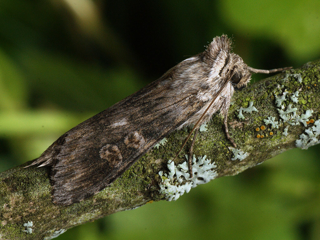 Капюшонница полынная (Cucullia artemisiae)