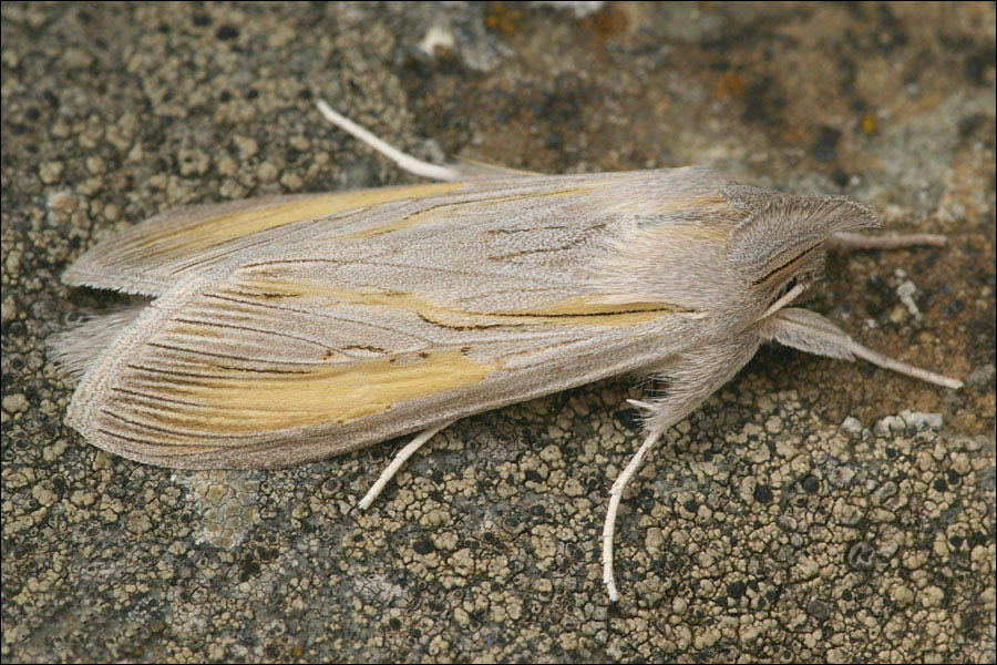 Капюшонница украшенная (Cucullia biornata)