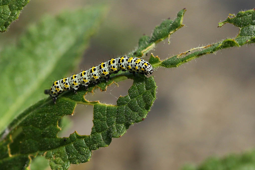 Капюшонница коровяковая (Cucullia verbasci), гусеница