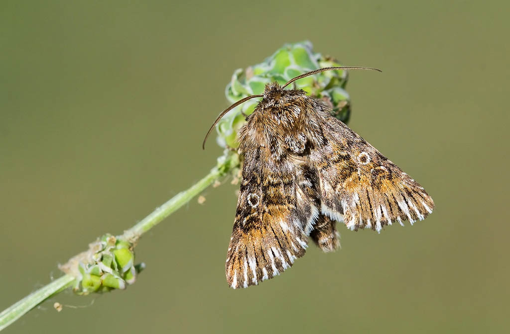 Совка короткая (Omphalophana antirrhinii)