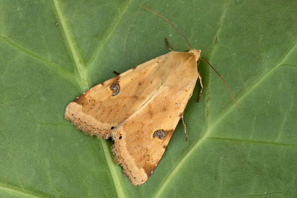 Совка шалфейная (Heliothis peltigera)