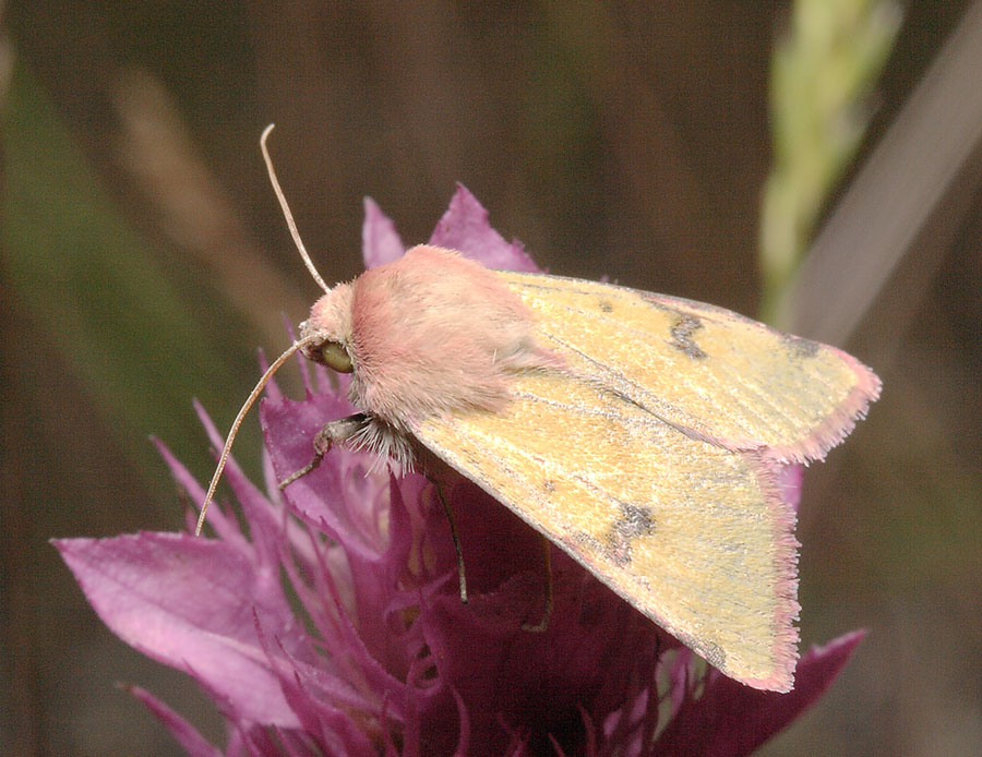 Совка жёлто-розовая (Chazaria incarnata)