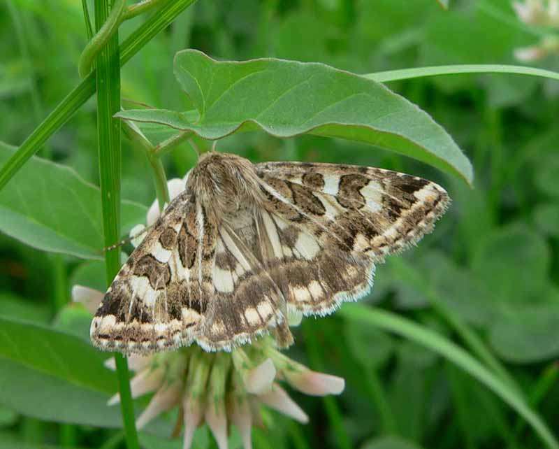 Совка подсолнечниковая (Schinia scutosa)