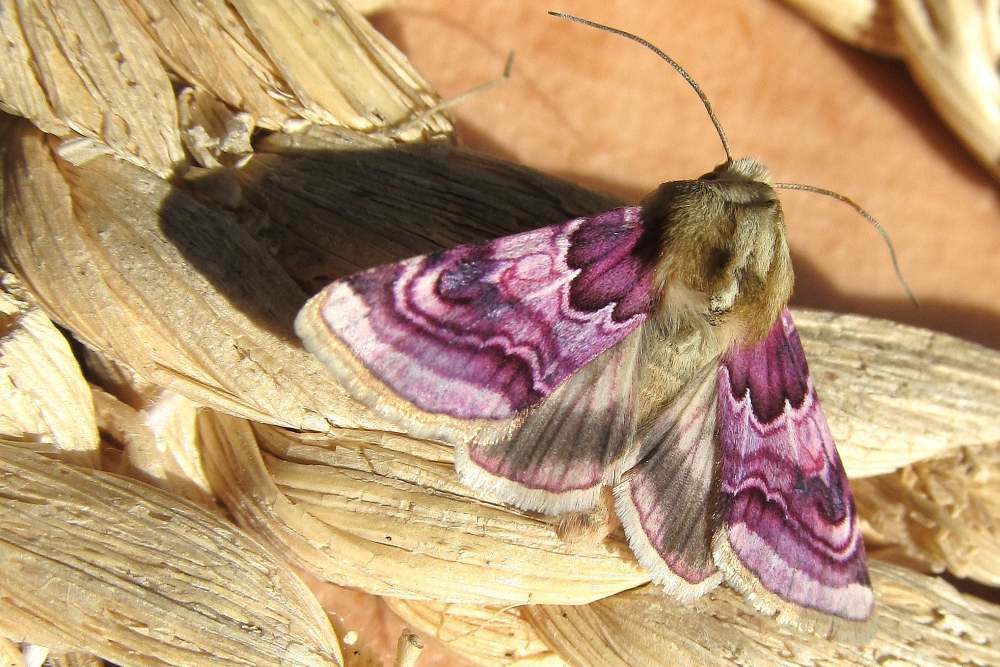 Совка шпорниковая (Periphanes delphinii)