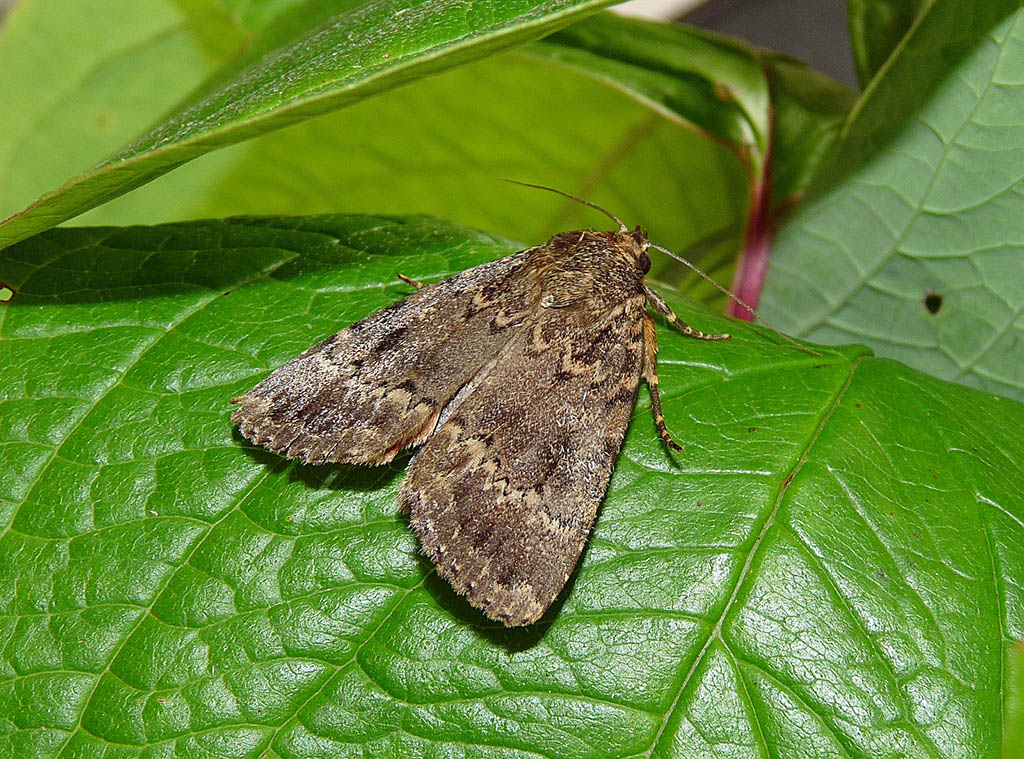 Совка пирамидальная (Amphipyra pyramidea)