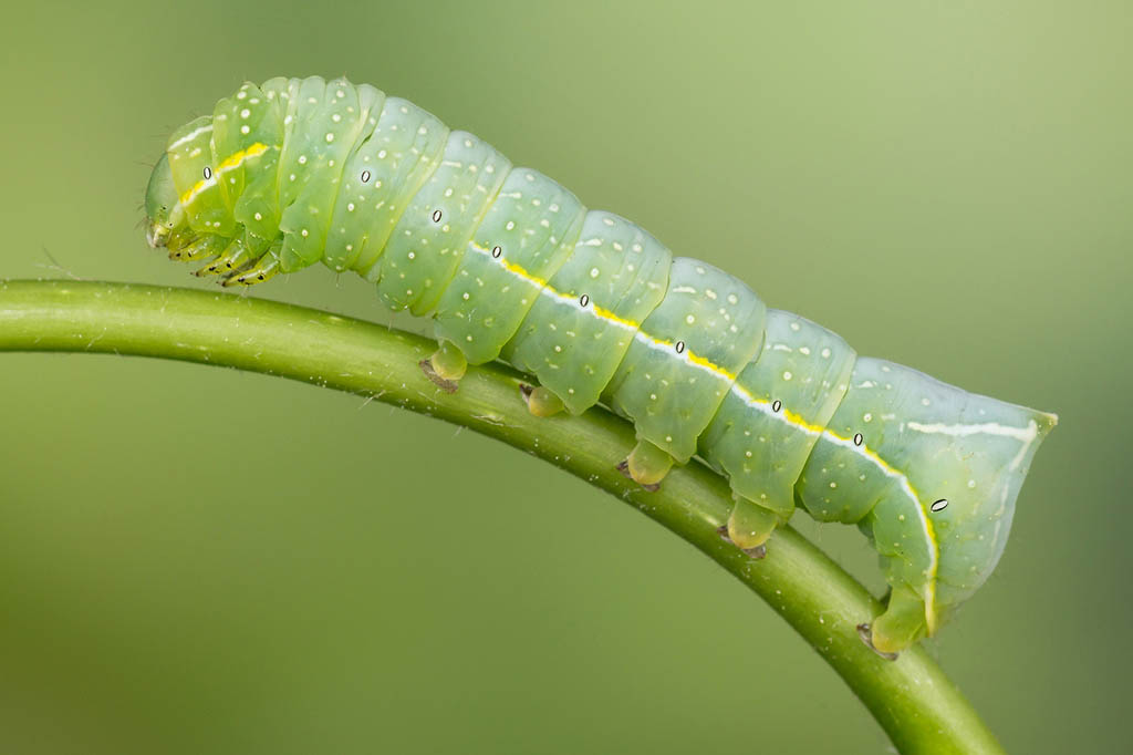 Совка пирамидальная (Amphipyra pyramidea), гусеница