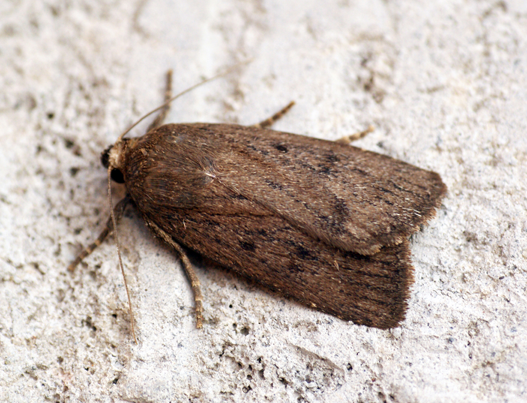 Совка козлобородниковая (Amphipyra tragopoginis)