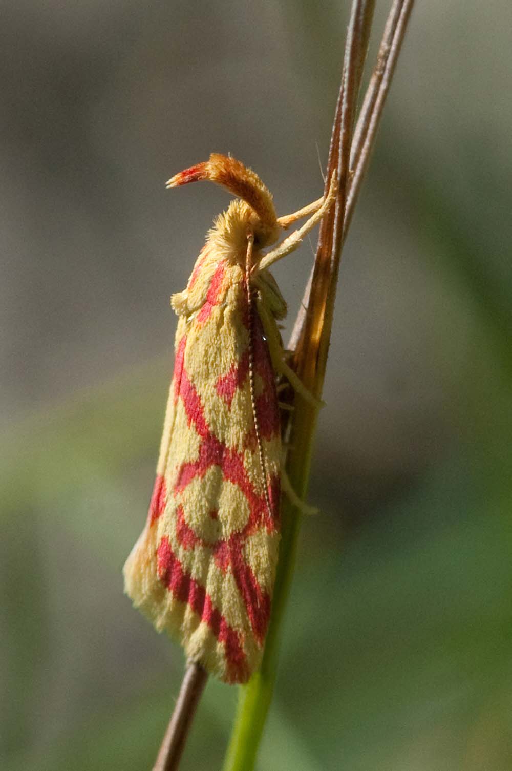 Моль-красавка истодовая (Hypercallia citrinalis)