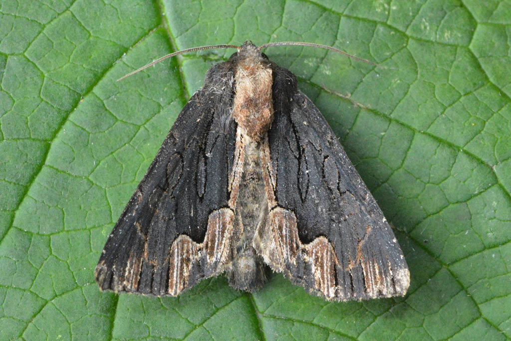 Совка травянистая бурая (Dypterygia scabriuscula)