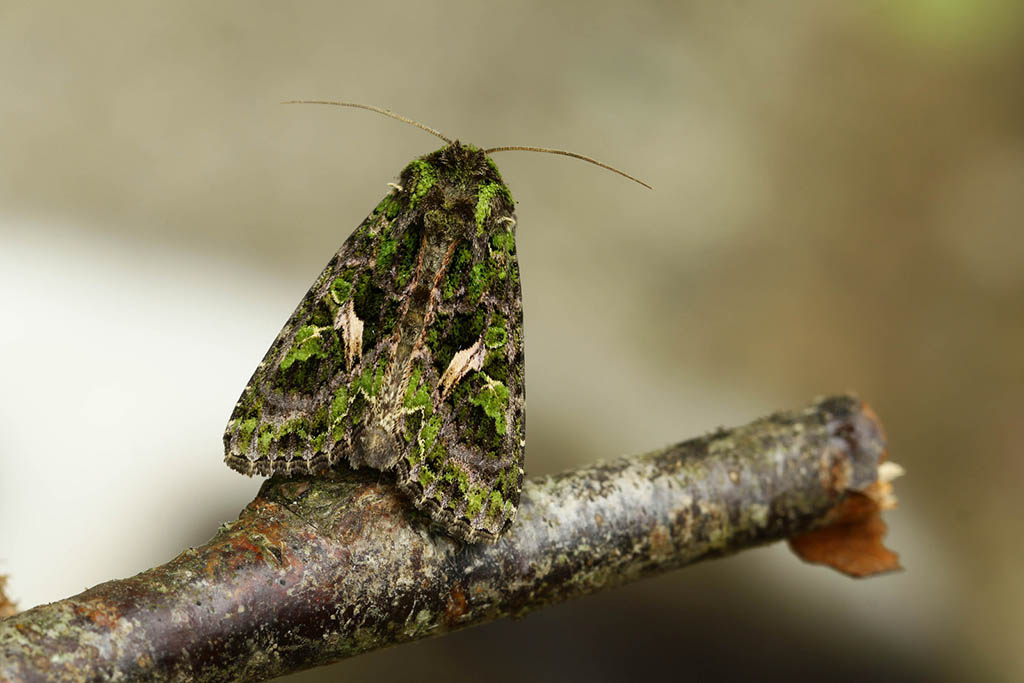 Совка лебедовая (Trachea atriplicis)