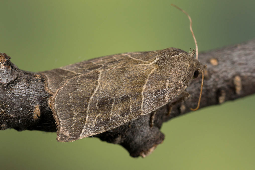 Совка острокрылая ивовая (Ipimorpha retusa)