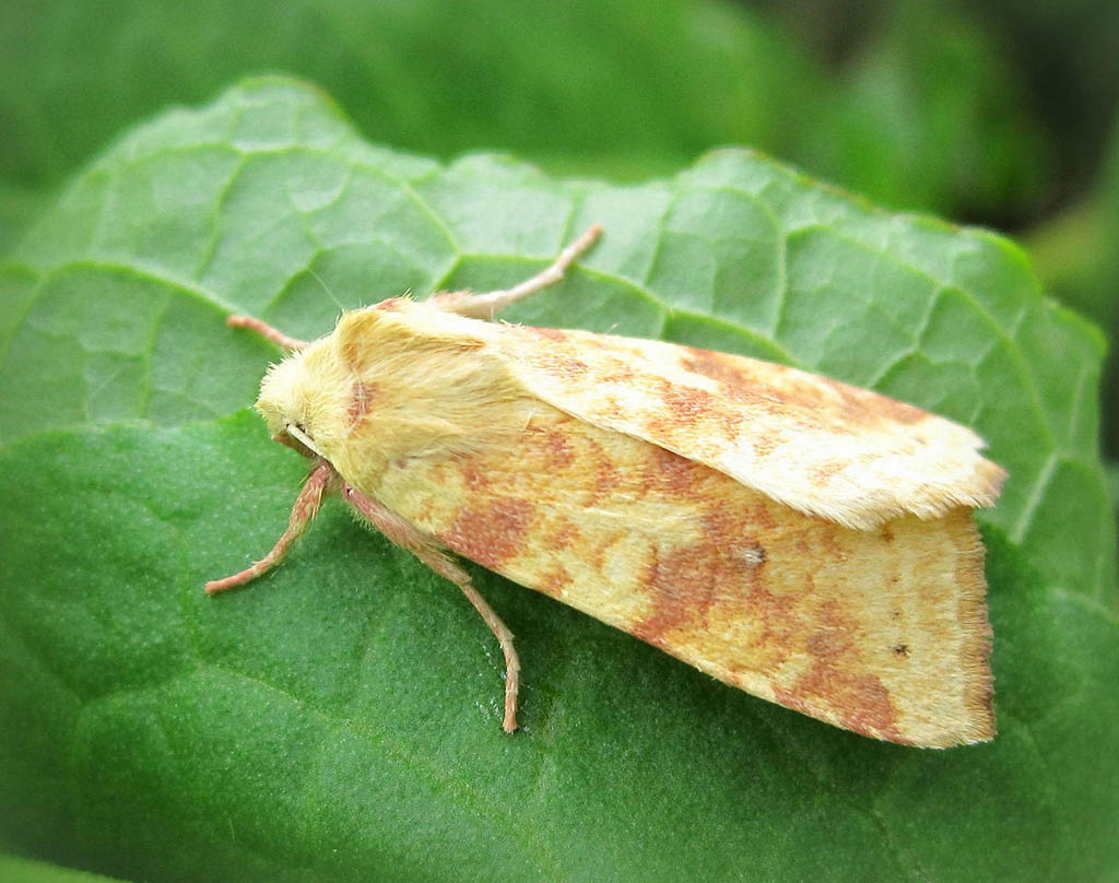 Совка золотистая малинная (Xanthia icteritia)