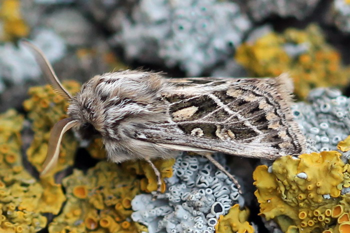 Совка мохнатая (Ulochlaena hirta)