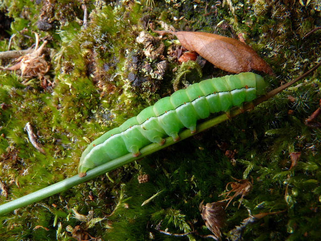 Совка длиннокрылая большая (Xylena vetusta), гусеница