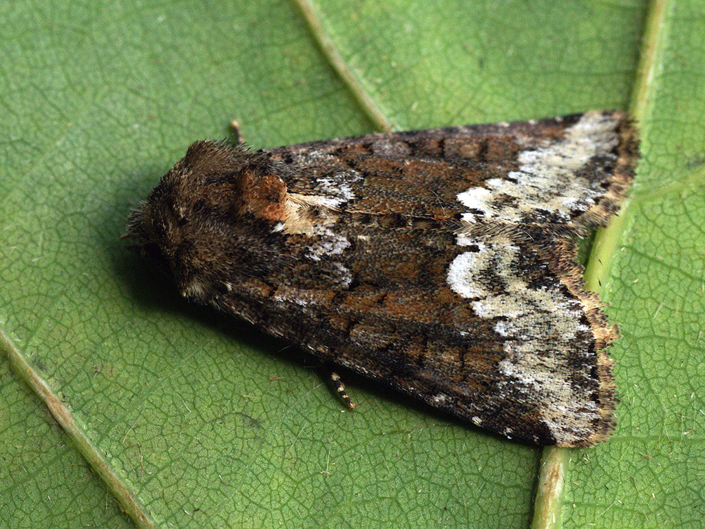 Совка злаковая светло-бурая (Oligia strigilis)