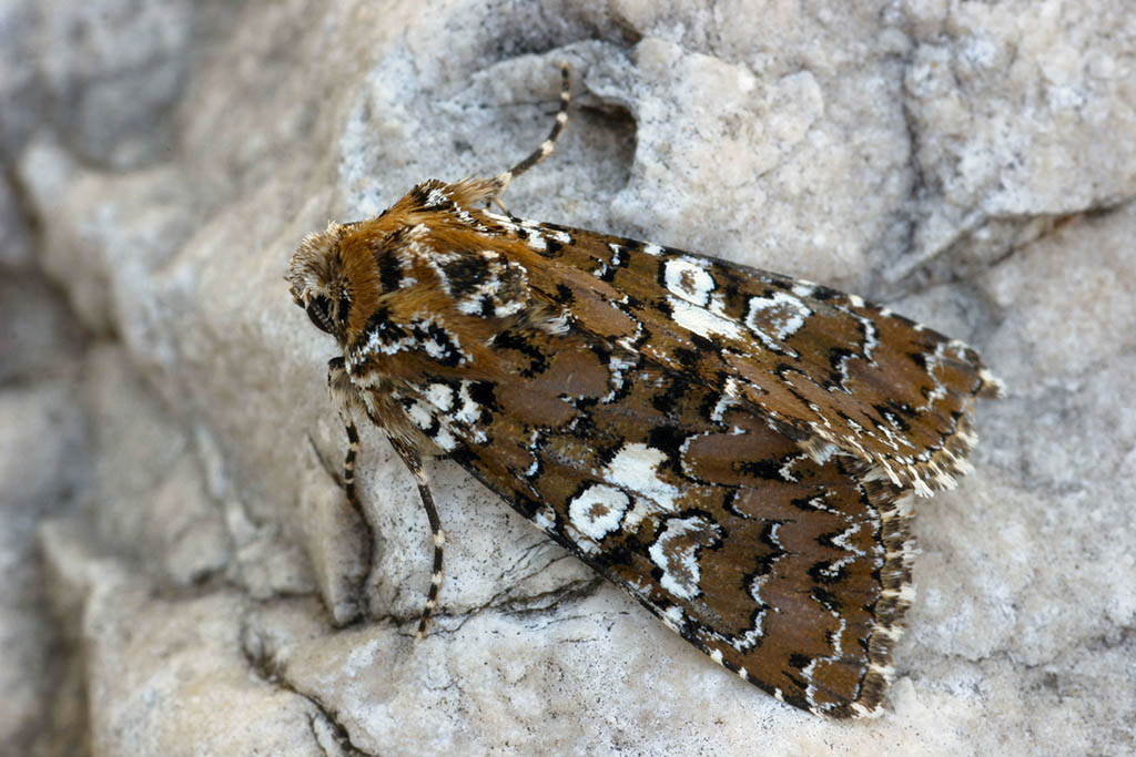 Совка семянная белопятнистая (Hadena albimacula)