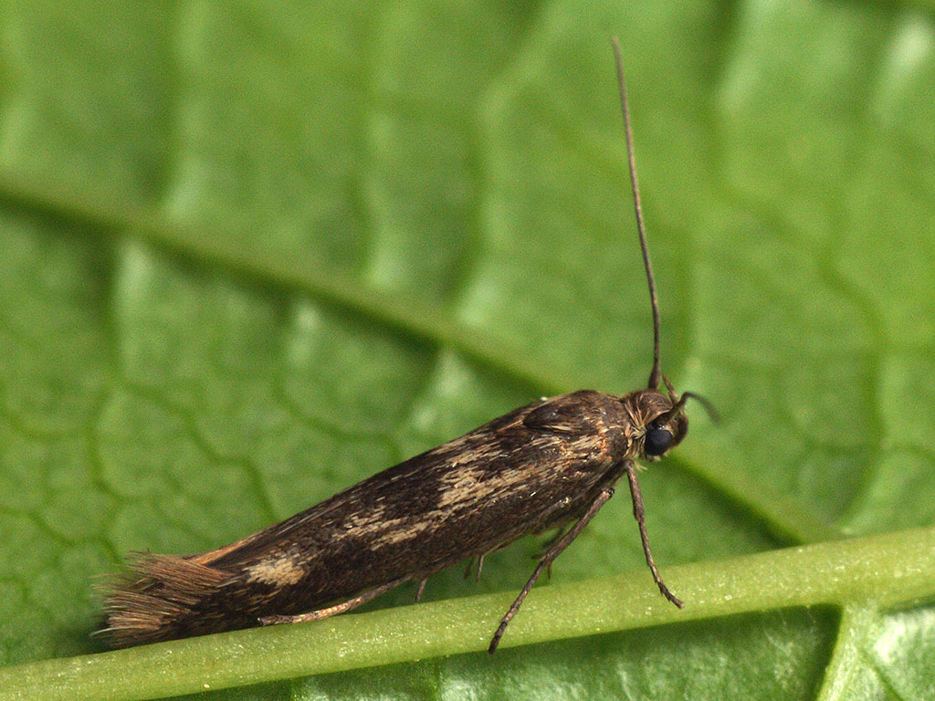 Моль мрачная лебедовая (Scythris limbella)