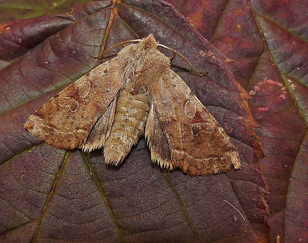 Совка ранняя фиолетово-серая (Orthosia incerta)